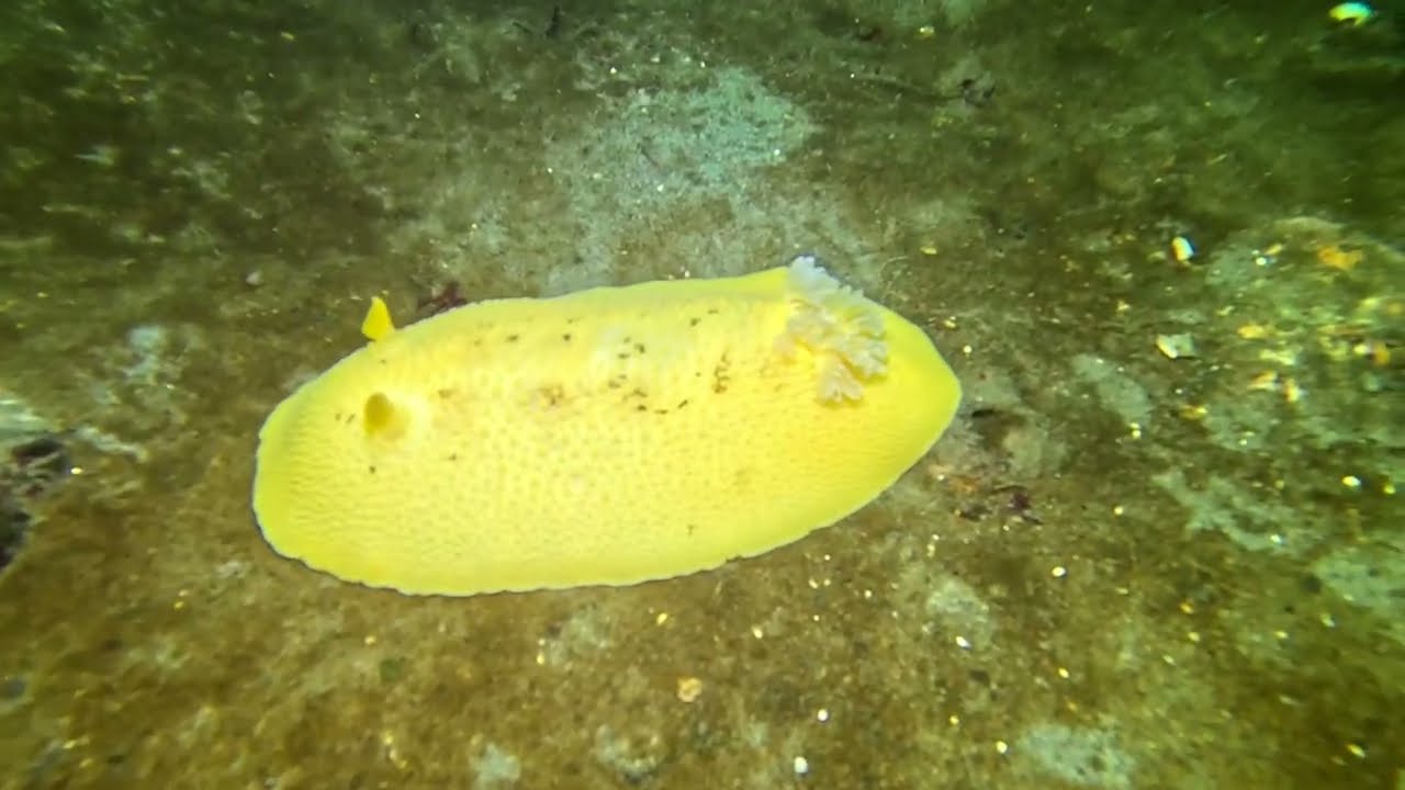 1-31 Edmonds Underwater Park Dive