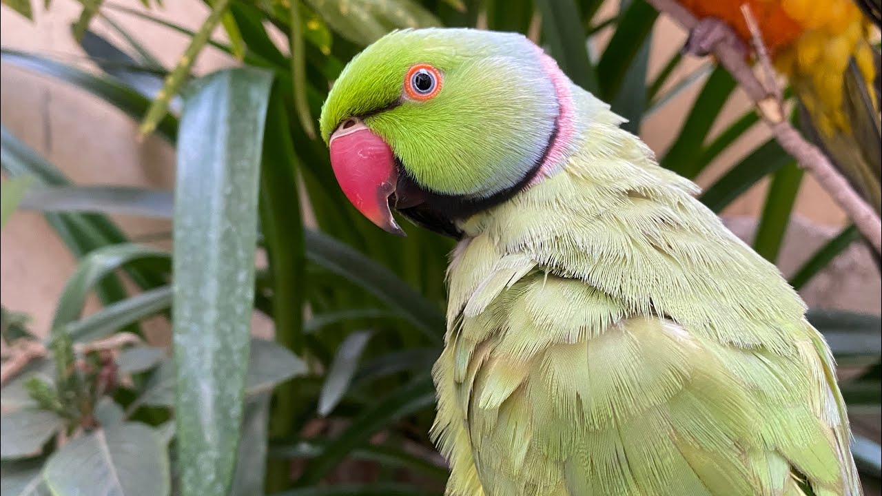 Talking parrot 🦜 compilation #asmr #talkingparrot (Episode-12)