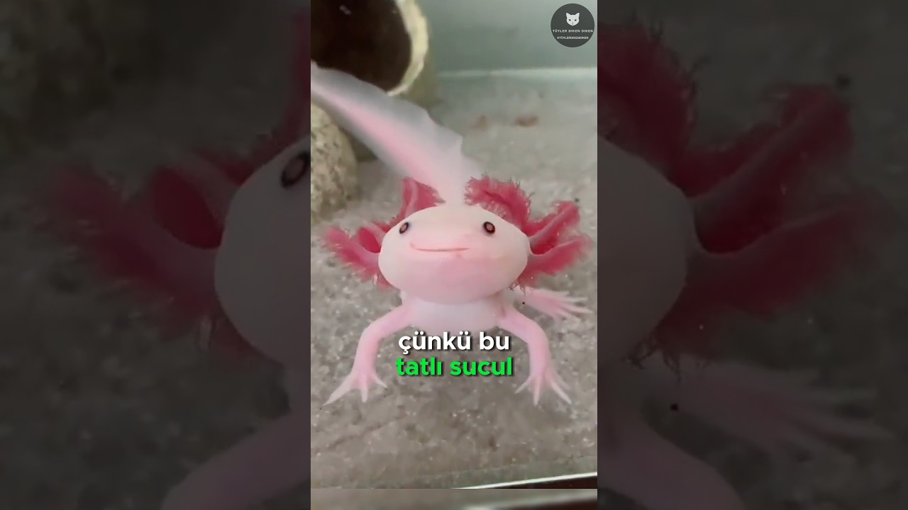 D&uuml;nyanın En Tatlı Hayvanı, Aksolotl! 😍🦎✨