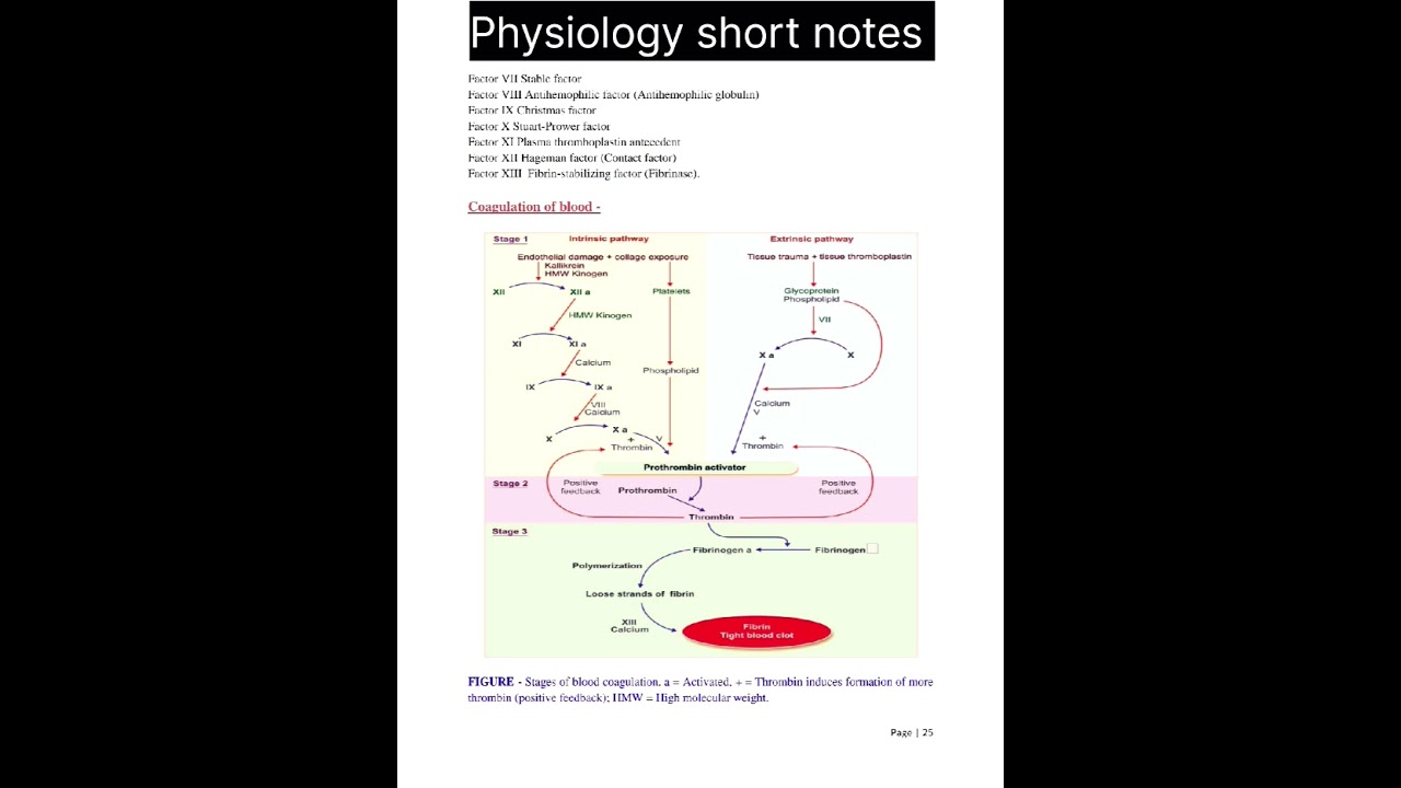 Hemostasis short notes #bamsphysiology #bams1styear #mbbs #mbbs1styear