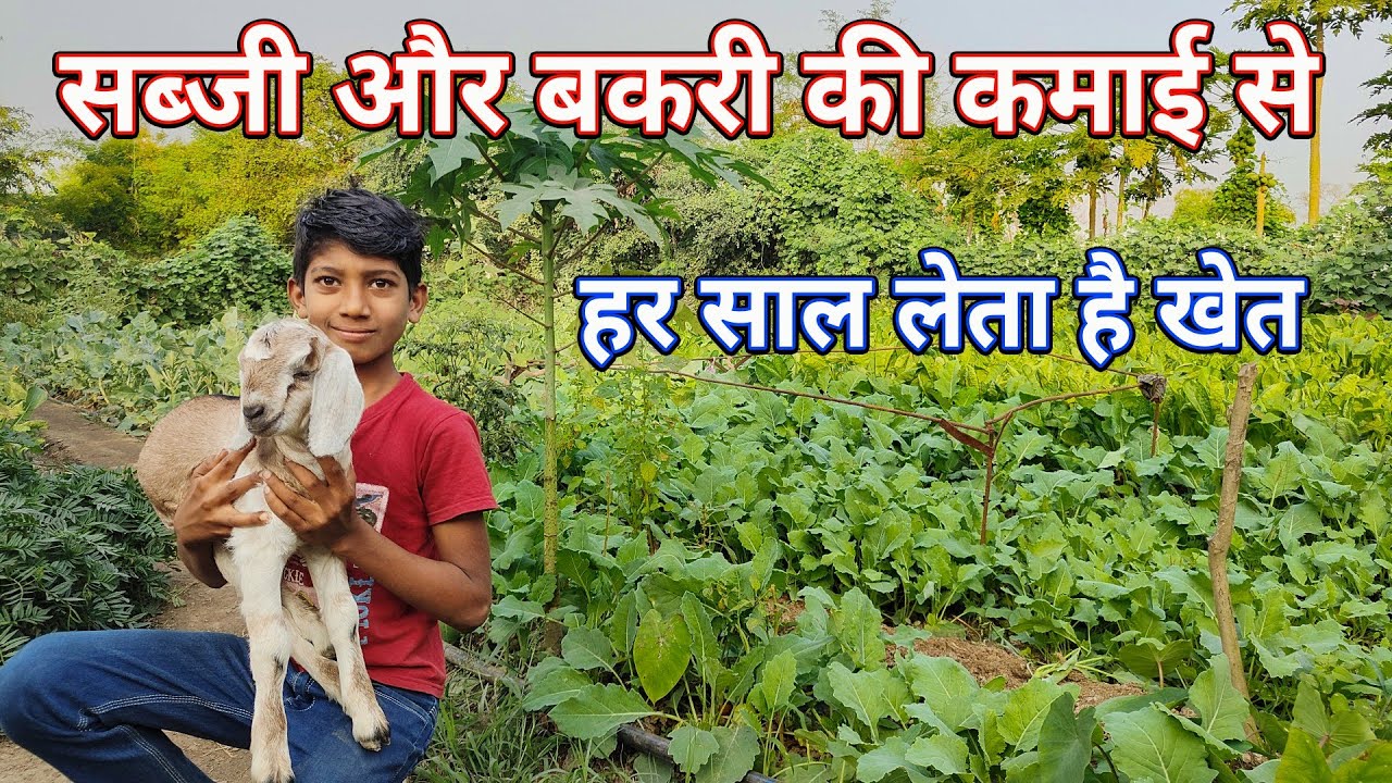 सब्जी और बकरी पालन से हर साल खरीदता है खेत ।।Big Profit From Vegetable Farming & Goat Farming।।