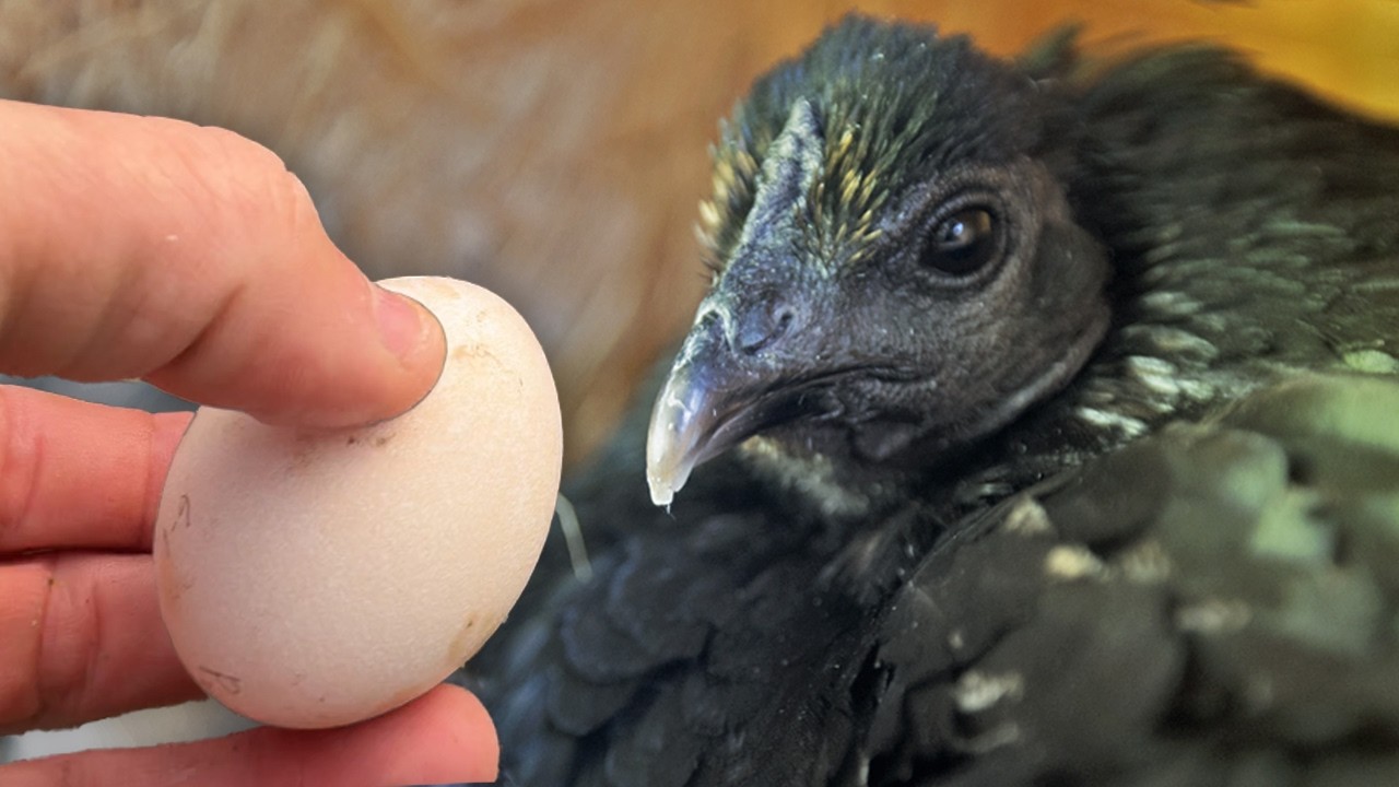 We Gave Peacock Eggs to our Broody Hen