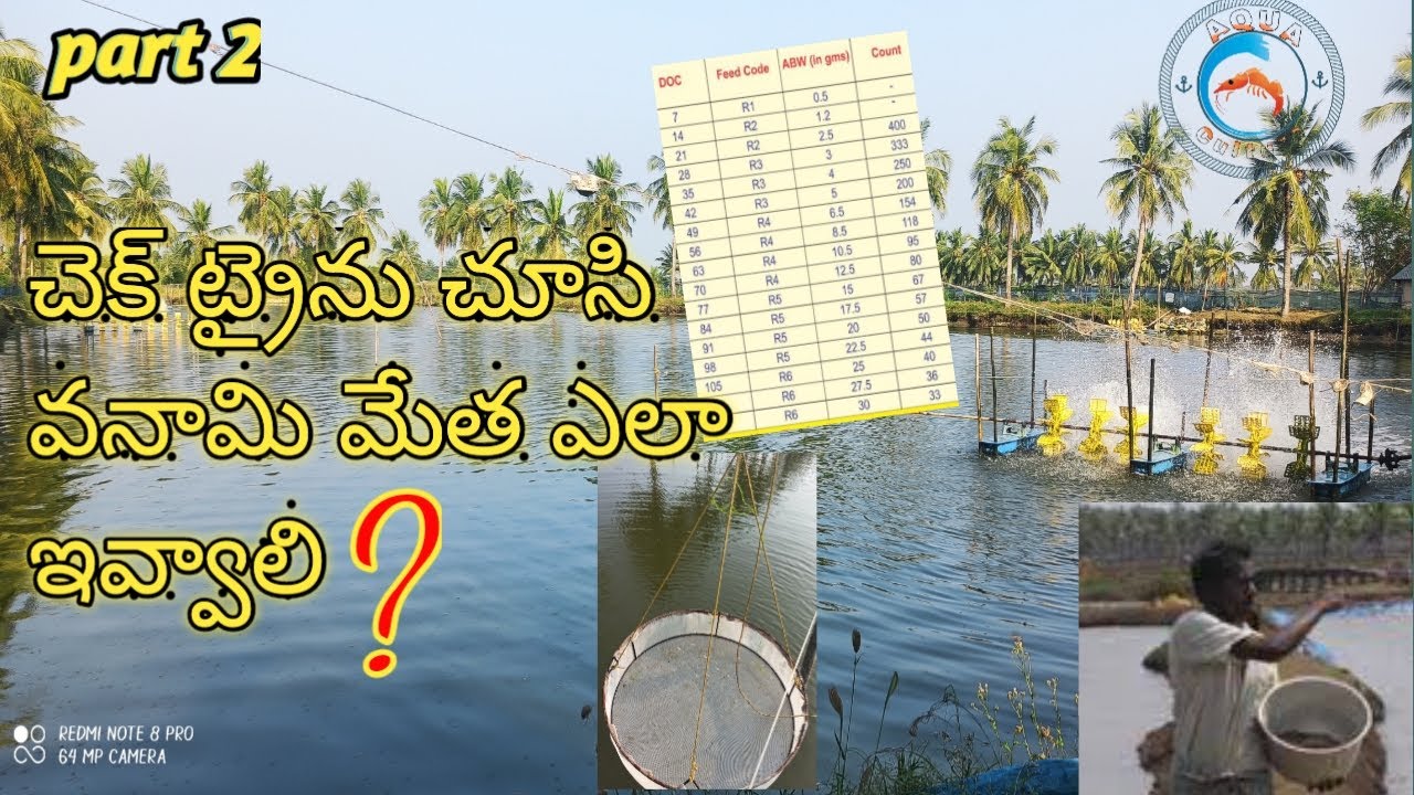 చెక్ ట్రై ద్వార వనామి మేత ఎలా ఇవ్వాలి?check try vanami feeding part 2,vanami feeding@ vanami culture