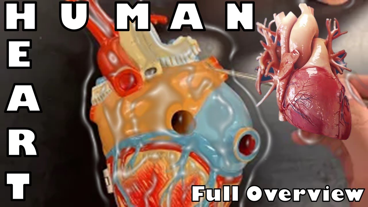 Human Heart FULL OVERVIEW w/ subtitles - Human Anatomy - Ohio University