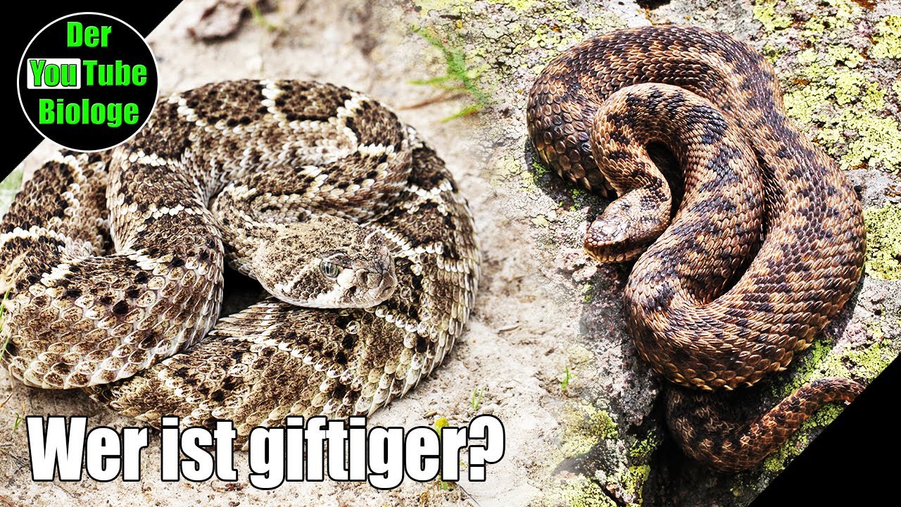Kreuzotter gefährlicher als Klapperschlangen?