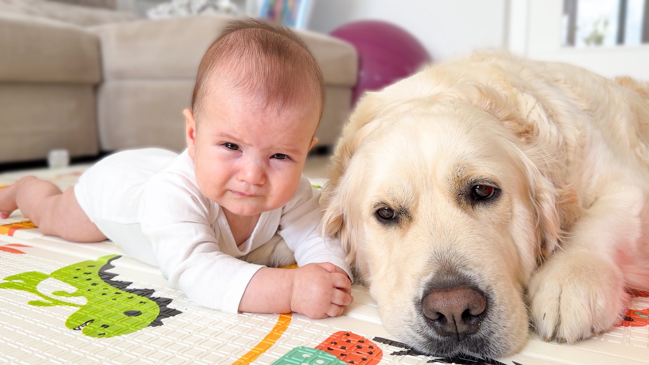 Baby Cries When Told Not to Bite the Dog