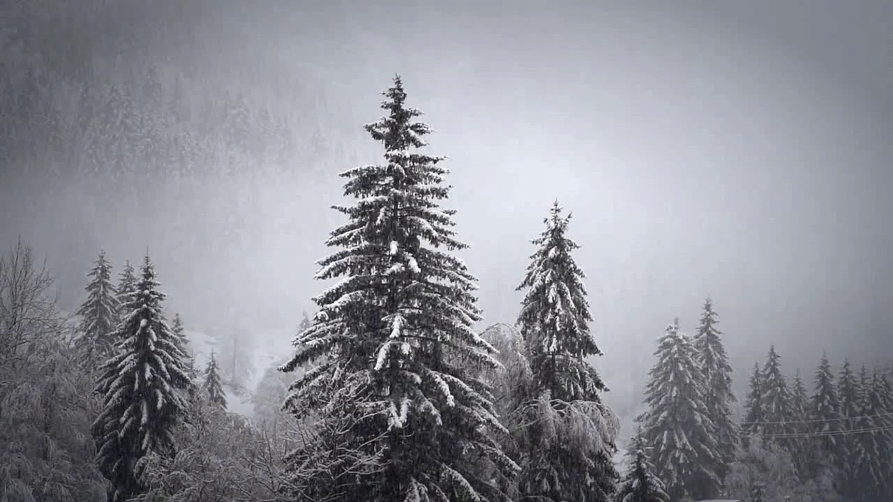 Snow covered forest | Relaxing music