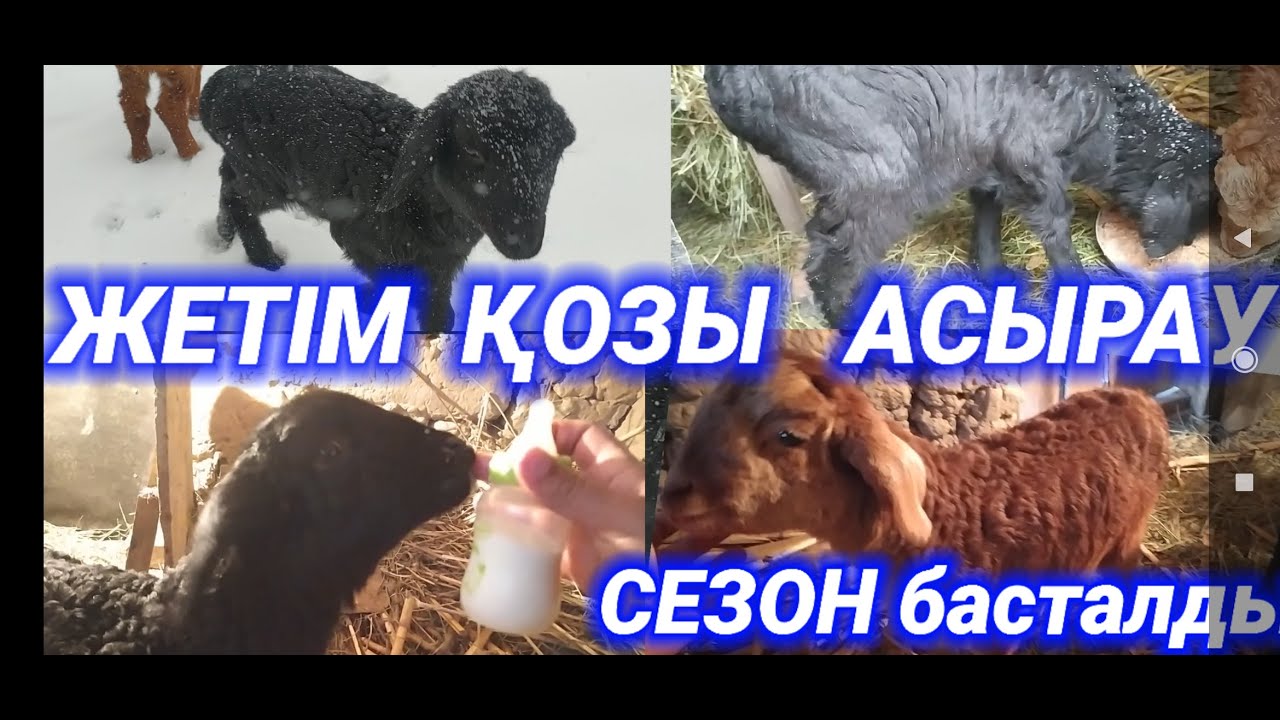 ЖЕТІМ ҚОЗЫНЫ БЫЛАЙ АСЫРАЙМЫЗ ? | ҚОЗЫ АСЫРАУ | ЖЕТІМ ҚОЗЫ АСЫРАУ