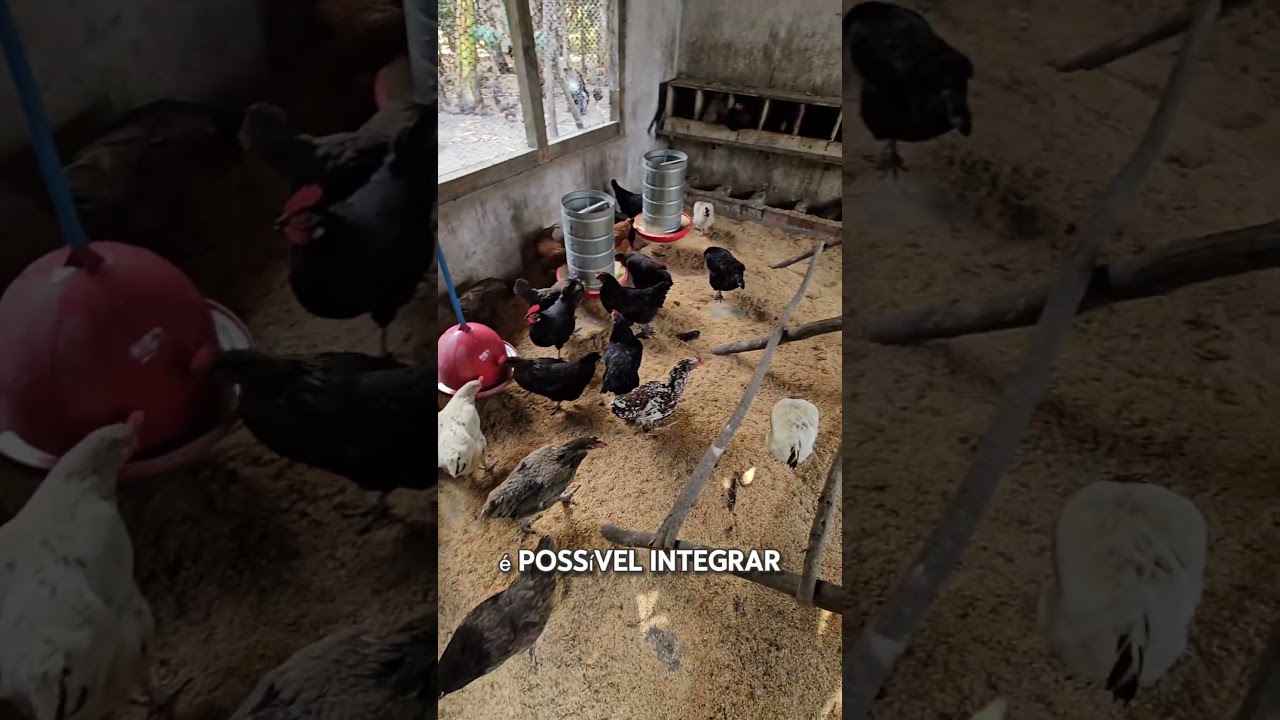 Voc&ecirc; sabia que a luz pode aumentar a postura das galinhas e acelerar o crescimento das pintainhas?