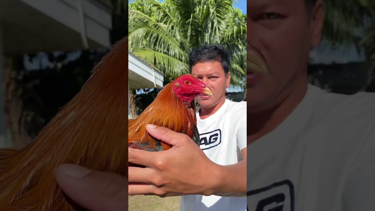 Meron po tayong 6 na cock mga bossing ko Tara mga bossing ko#chicken #gamefarm 
