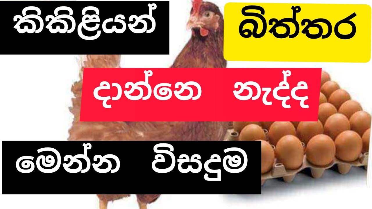 කිකිළියන් බිත්තර දාන්නෙ නැද්ද  මෙන්න විසදුම. Layer Manegement . Egg Production . poultry . layering.