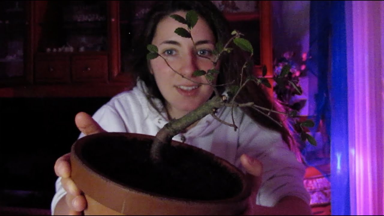 SOS Zelkova/ Bonsai Rescued
