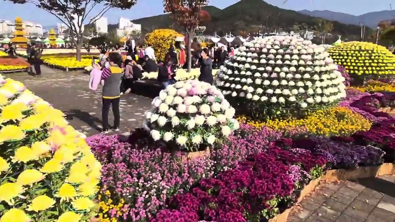 양산 국화축제 가다