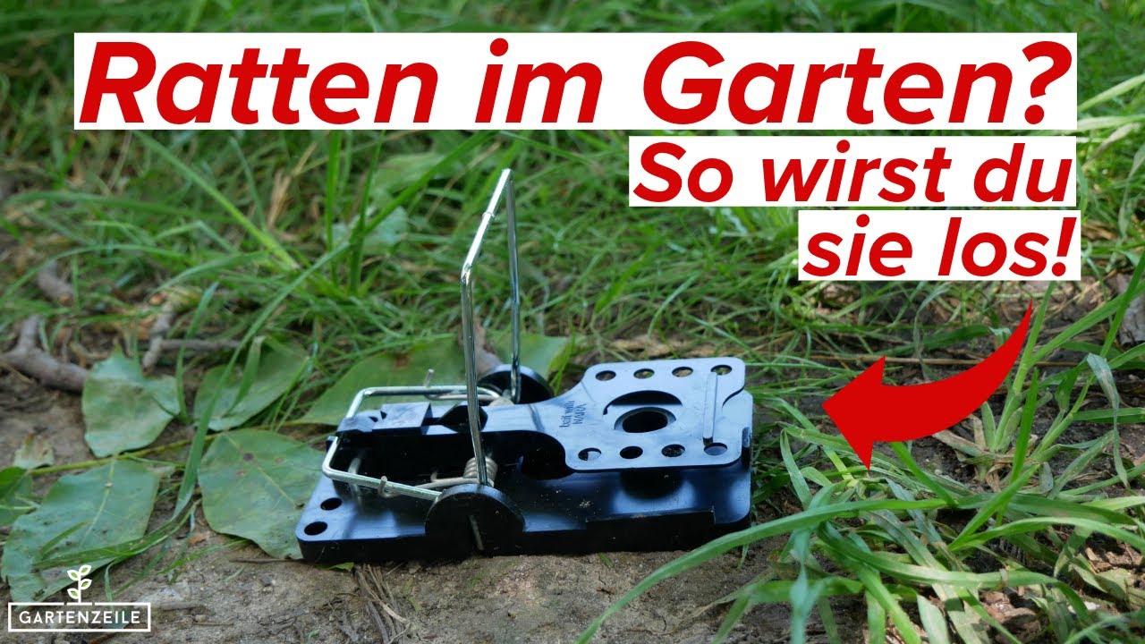 Ratten im Garten - So wirst du sie los!