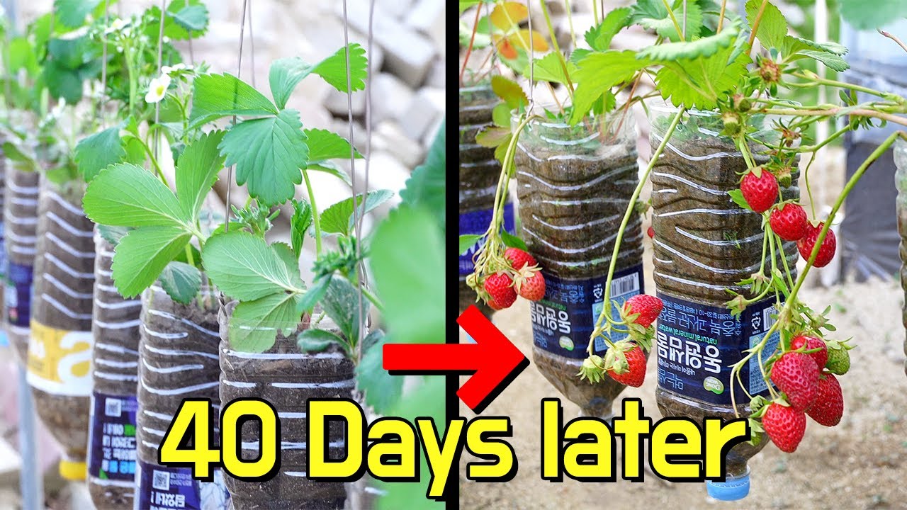 🍓딸기 재배 40일 후 수확하기 ㅣ pt병 화분 ㅣ 집에서 딸기 키우기 ㅣ how to grow strawberry using plastic bottle