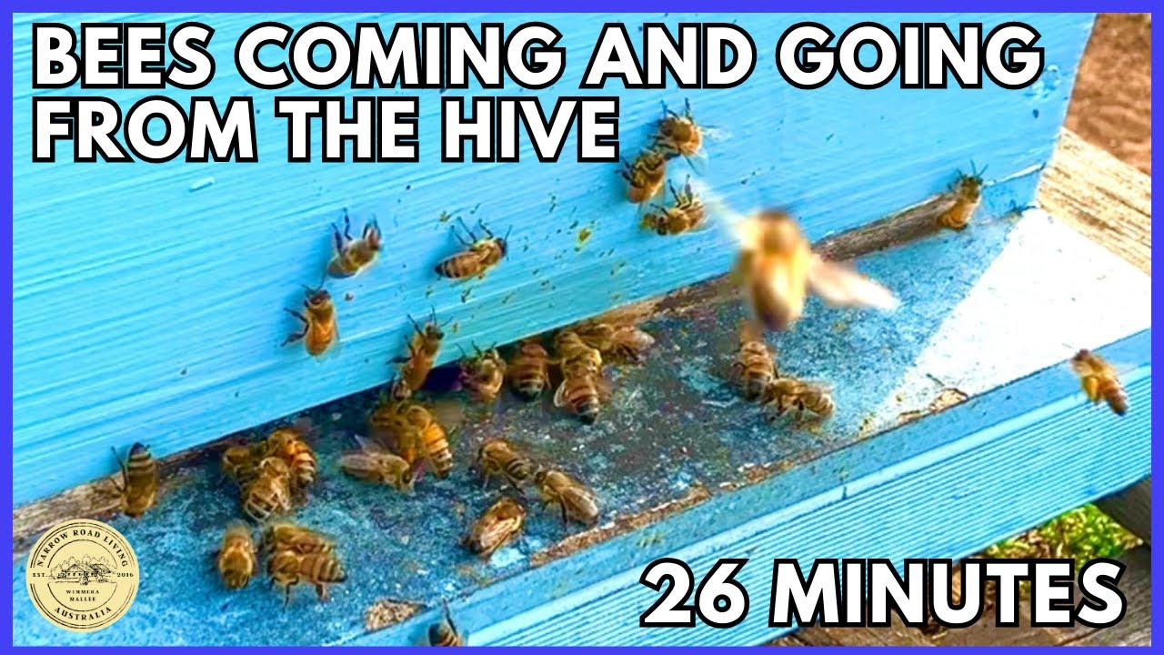 Beehive Activity: 26 Minutes of Bees Coming and Going | Calm, Natural Observation
