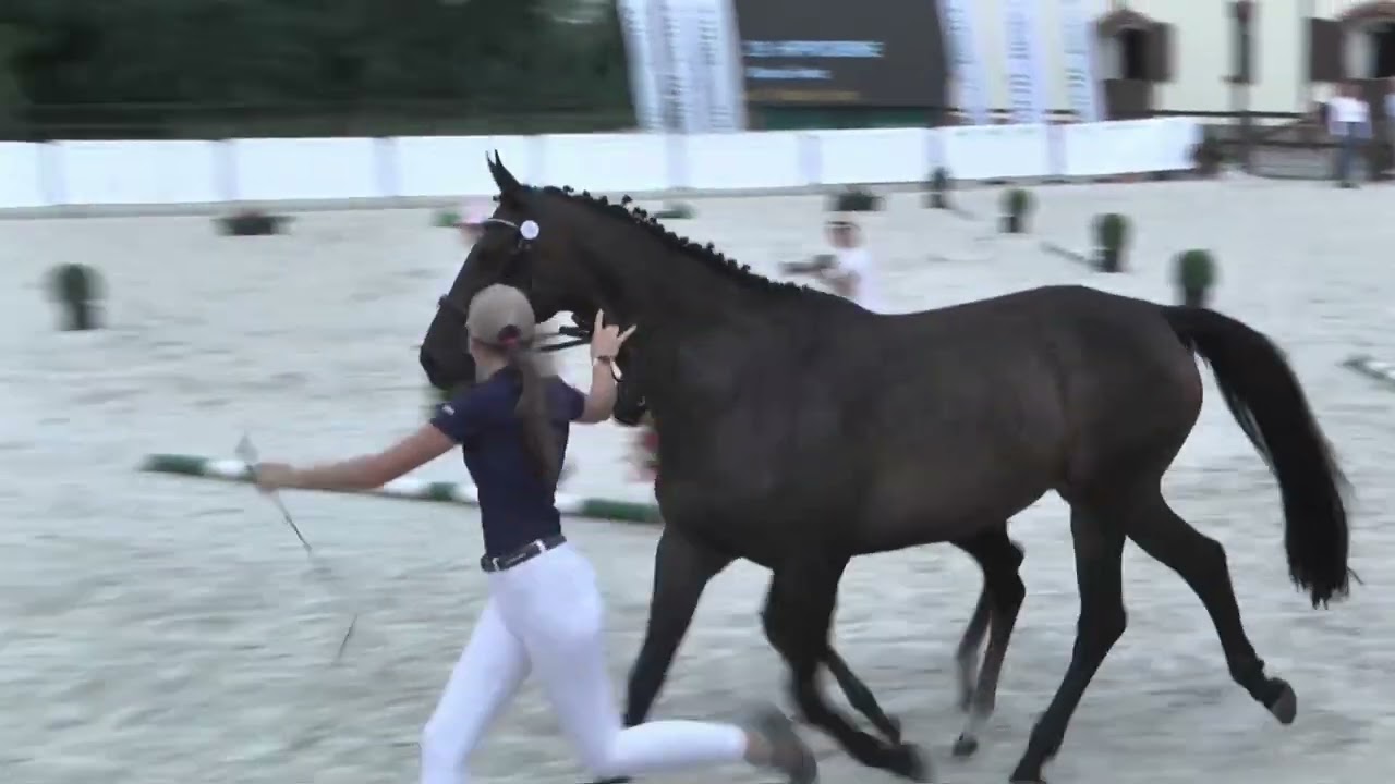 HIPPOCRENE (Aguero- Hera/ Domestos- Ekwador) filly 2022