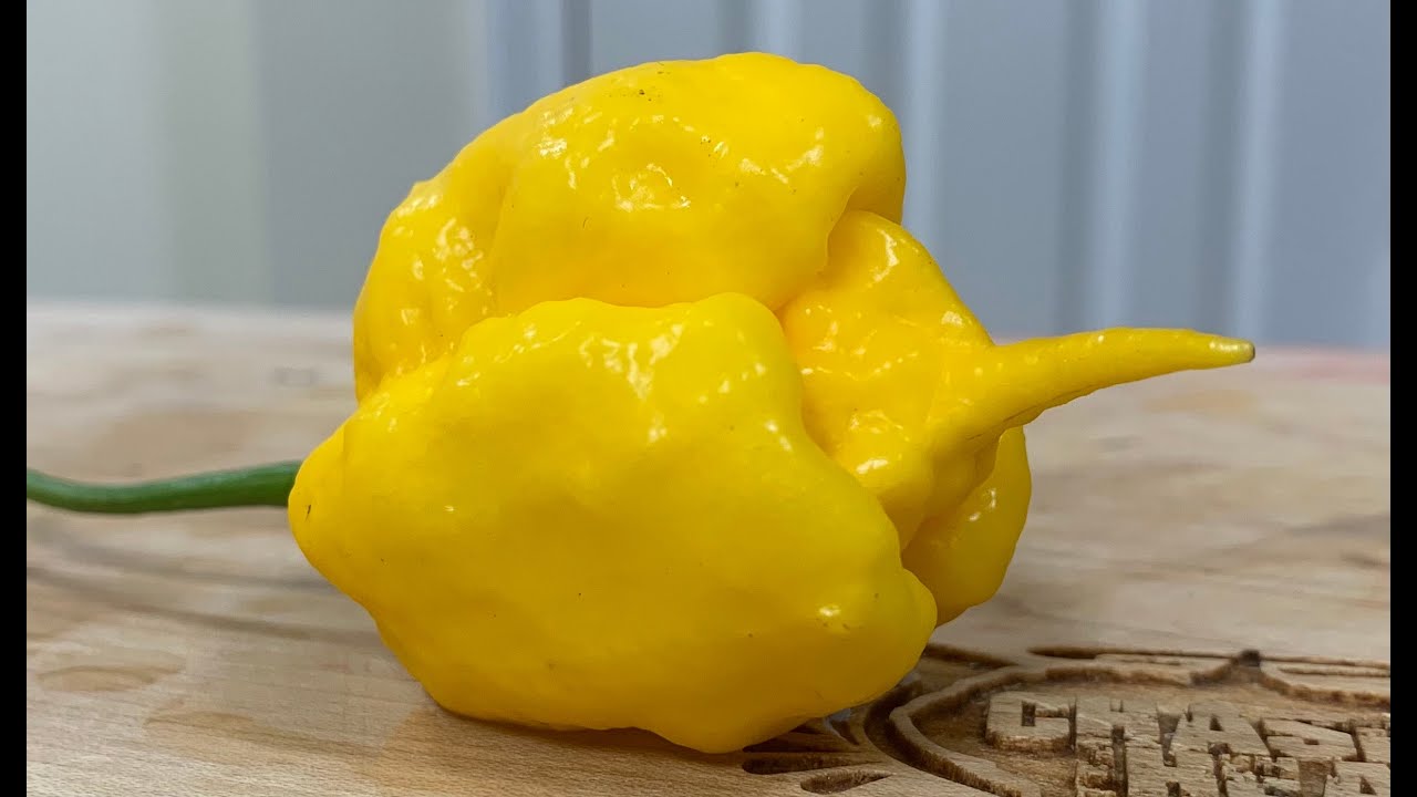 A STUNNING 7 Pot Primo Orange from Hot Heads Official! Forgot the heat rating. 7/10 for a chilihead