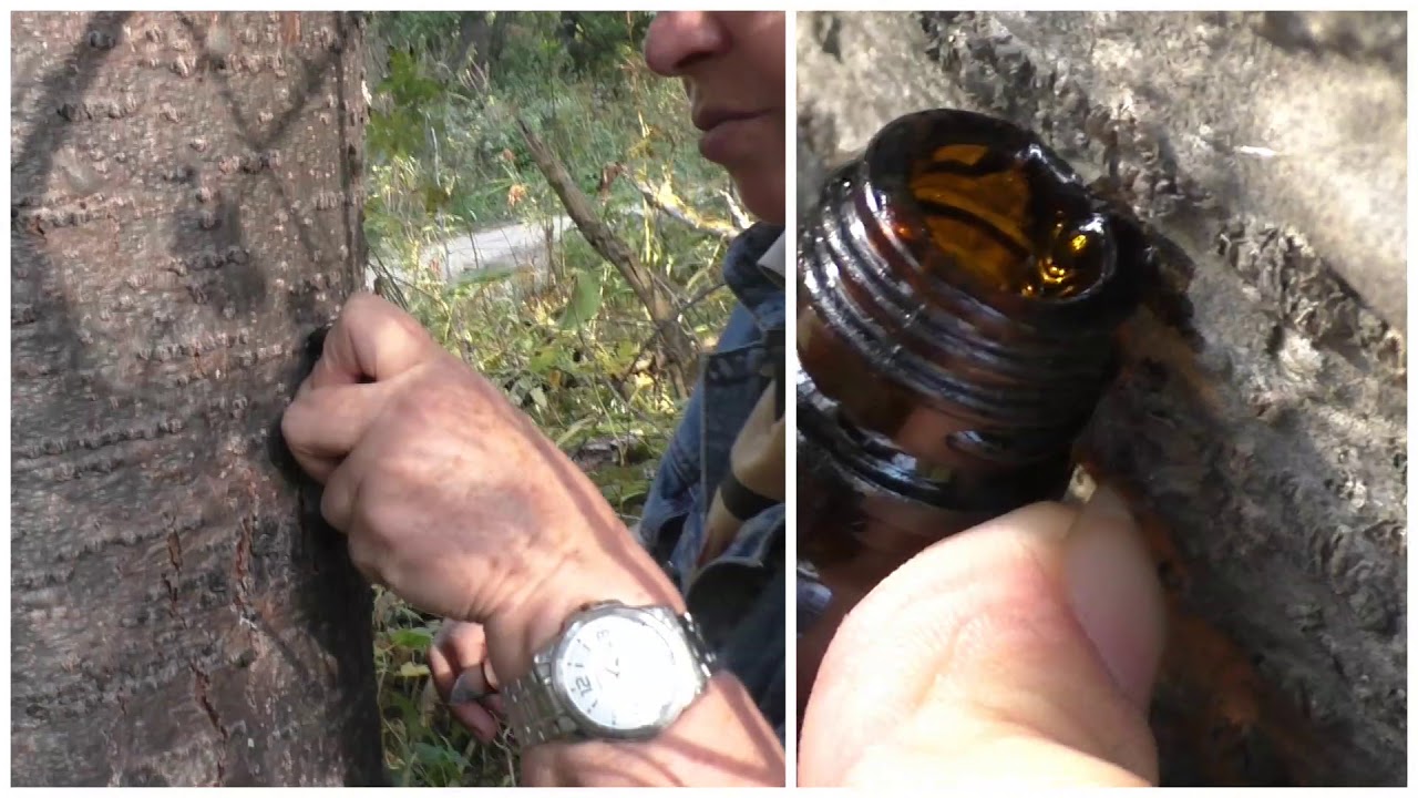 Сбор живицы