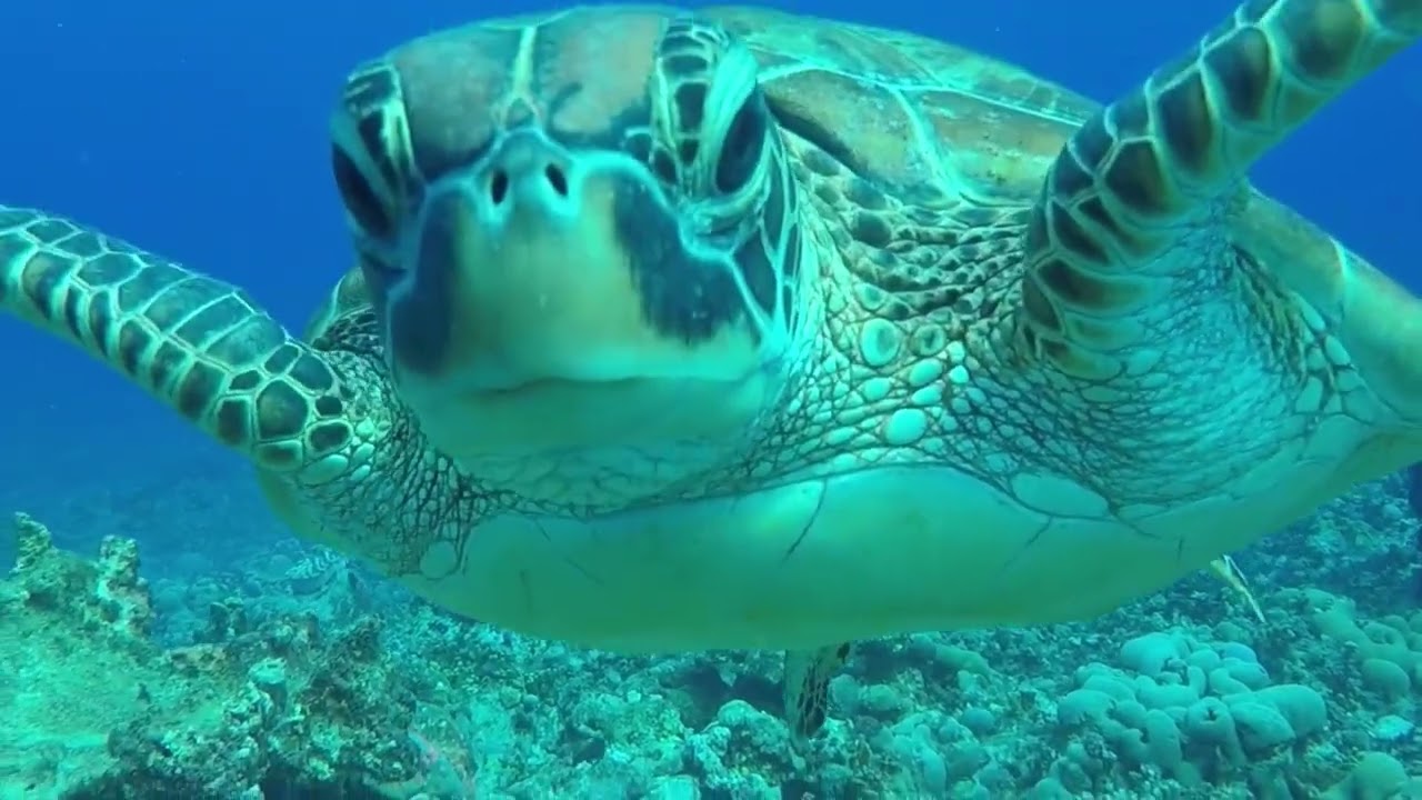 Happy Nature Spirit Underwater 🌊