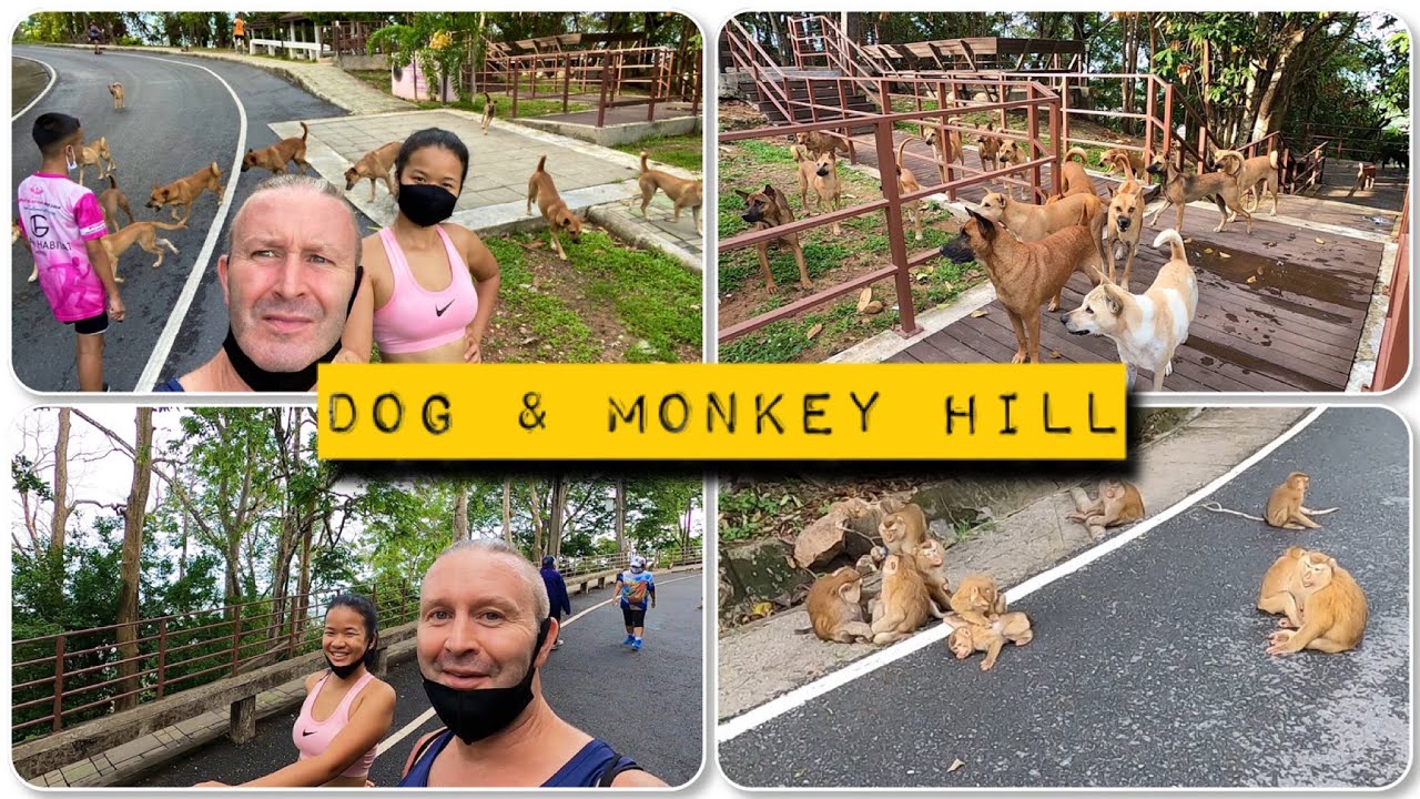 Dog and Monkey Hill, we walked up monkey hill, Phuket Thailand, Khao Toh Sae exercise park