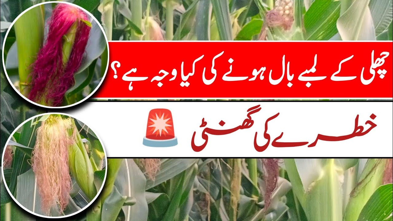 What causes cob hairs to grow longer in corn || Pak Agriculture 