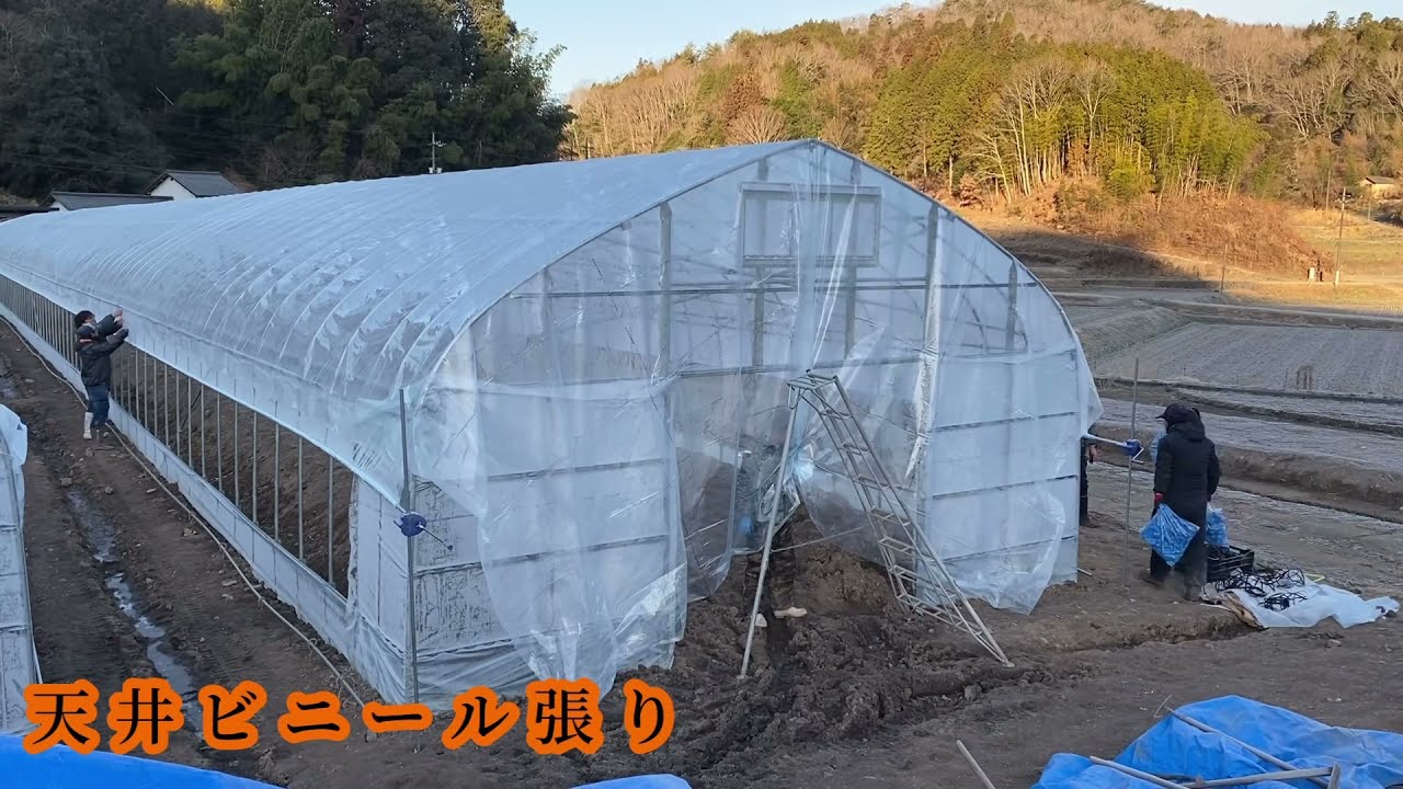 天井ビニール張り　#アグリビジネスチャンネル、#アスパラハウス、#天井ビニール、#グリーンカウベルグループ