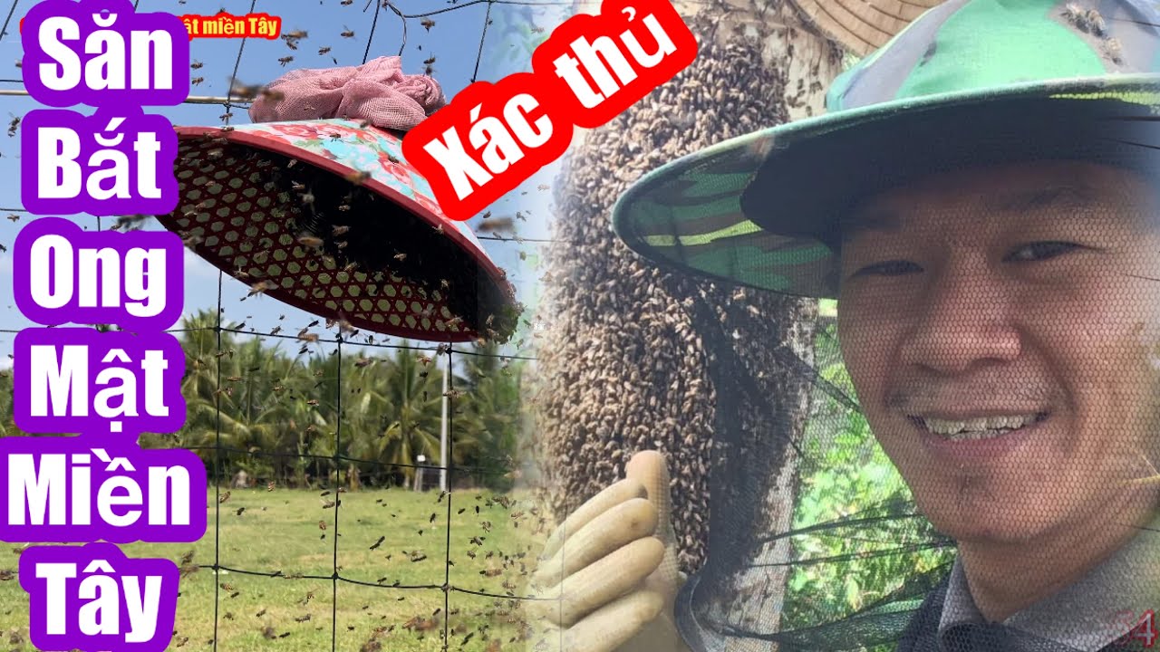 SÁT THỦ (săn bắt ong mật miền tây) chuyên bán GIỐNG,MẬT ,LONG NẢO bắt ong trụ điện về NHỐT lấy mật 