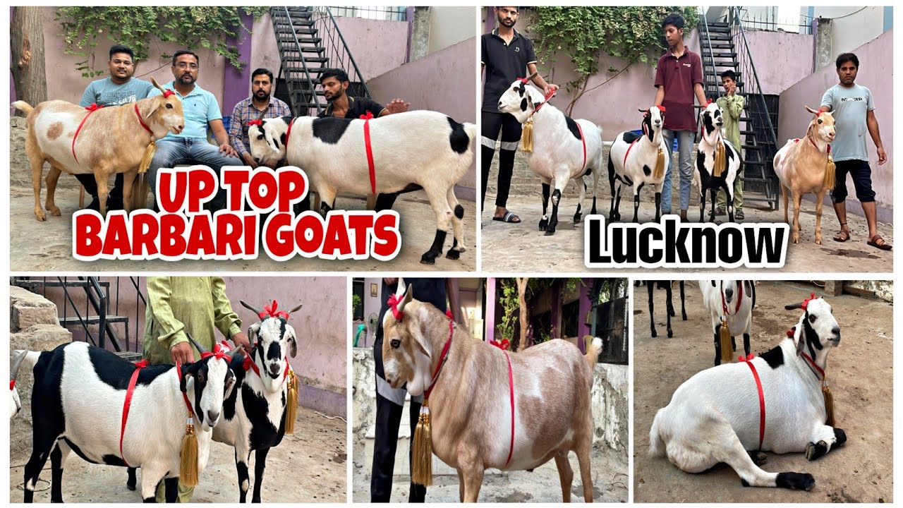 U.P top Barbari Goats of Sajid Bhai | Bakra Eid 2022 | Heaviest Goat series | UP Goat Farm | Lucknow