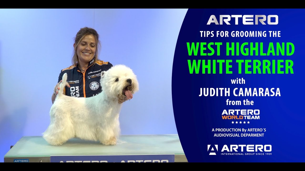 Grooming the Westie (West Highland White Terrier) Handstripping by Judith Camarasa