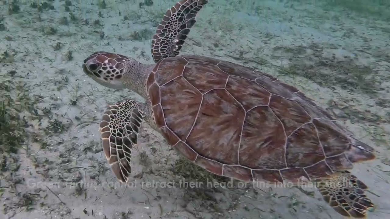 STJ Underwater-Hansen Bay