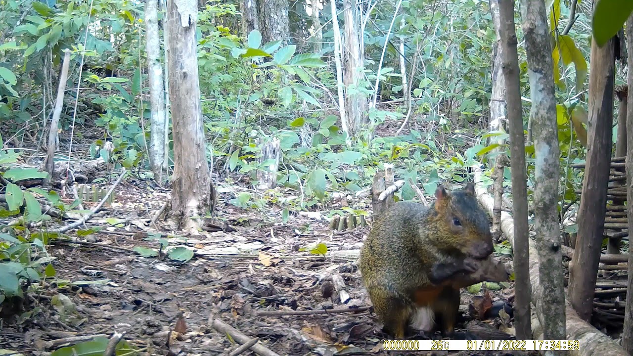 Armadilha pra pegar cutia...