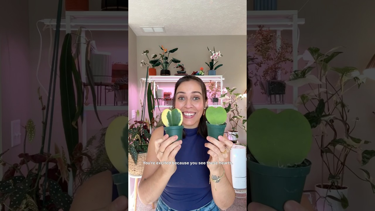 ‼️ Watch this video before you buy these single Hoya hearts. #hoyaplants #plant