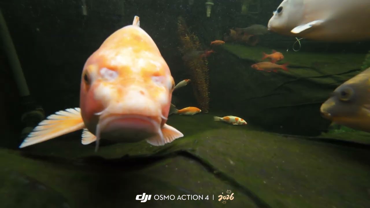 Koi underwater DJI Osmo action 4 4k