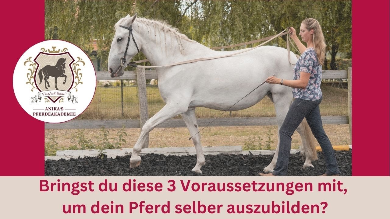 Beritt oder selber ausbilden? Mit diesen 3 Voraussetzungen wirst du zum Trainer deines Pferdes.
