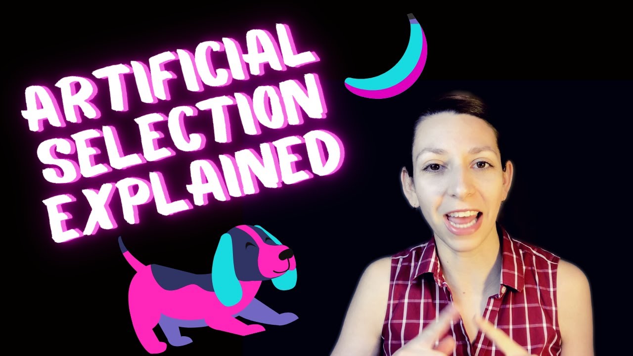 What is artificial selection? [Artificial Selection & Convergent Evolution Explained!]