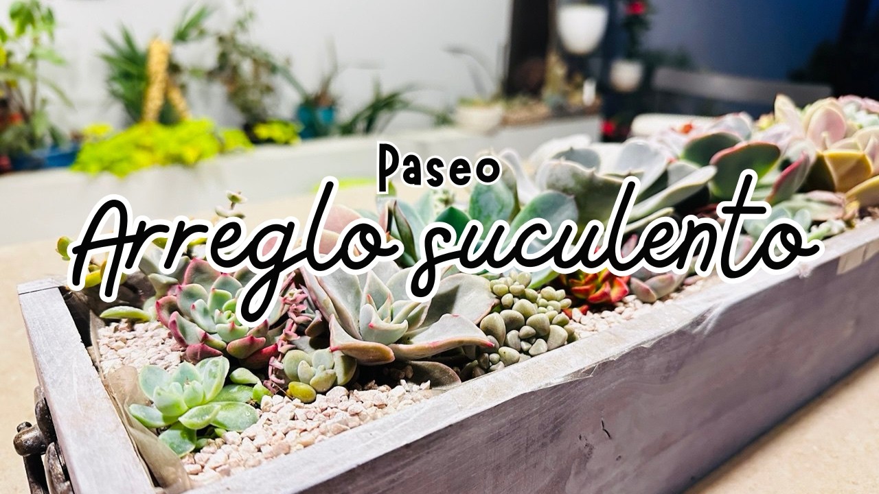 🌵 Nuevo Arreglo Suculento y Paseo por Tarata | Día de Jardinería y Viaje