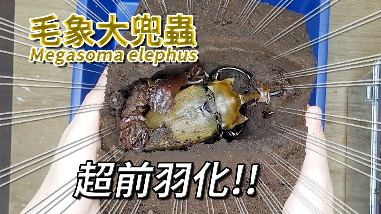 【山林蟲坊】超進度的毛象大兜蟲！ | Megasoma elephus: The Males Are Ahead of Schedule!