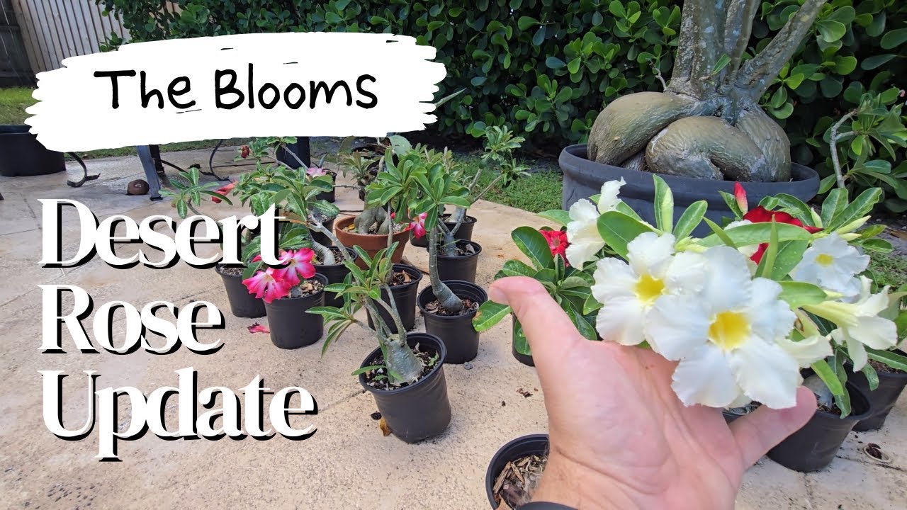 End of Season Blooms in the Desert Rose Garden