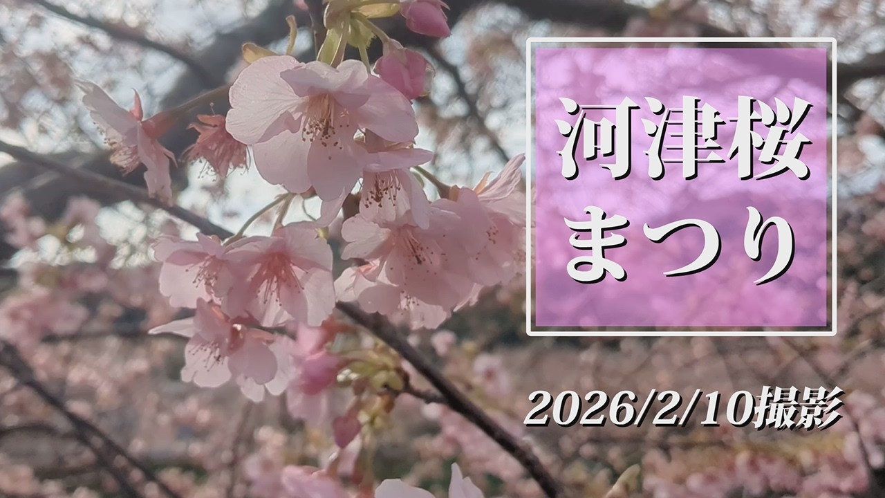 伊豆稲取のリゾマンで暮らす(044)河津桜まつりに行ってきました