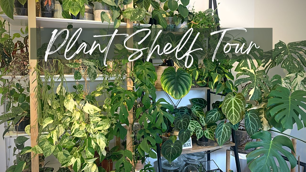 🌿🌾 Houseplant Shelf Tour 🙌💫 | Monsteras, Philodendrons, Hoyas & more!