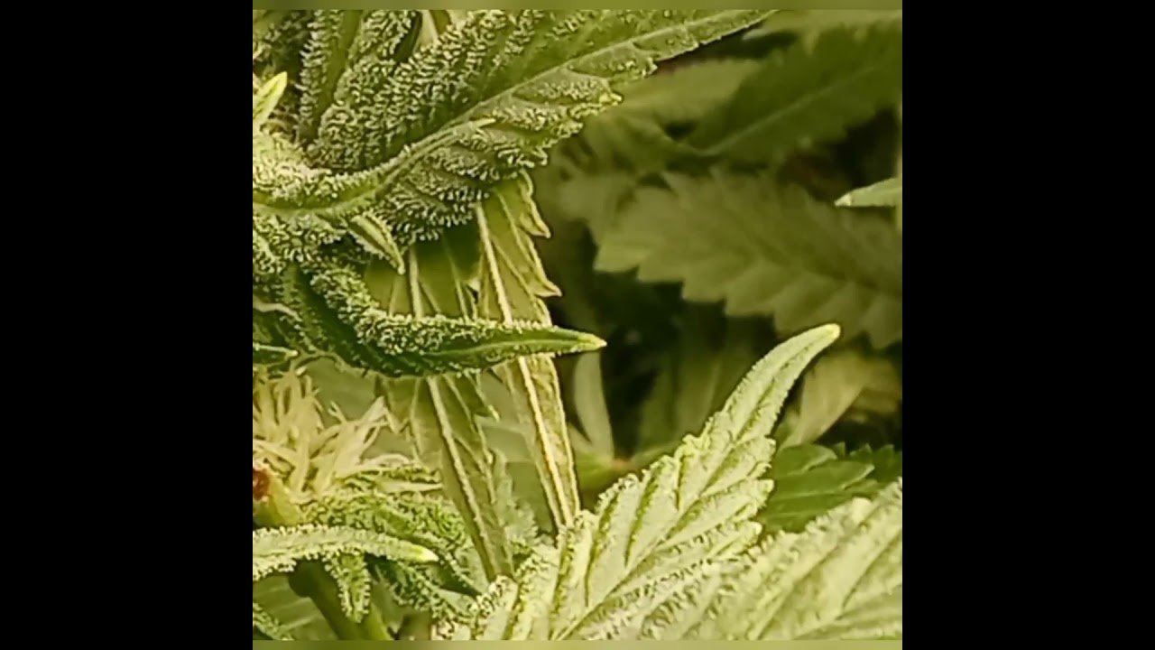 Gelato week 4