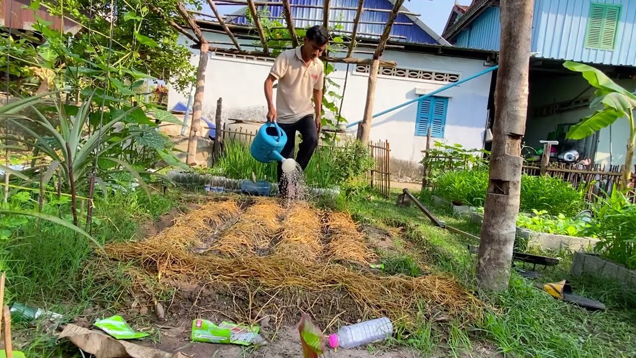 Growing Organic Okra | ដាំពោតបារាំងទុកហូបខ្លួនឯង ធម្មជាតិ100%
