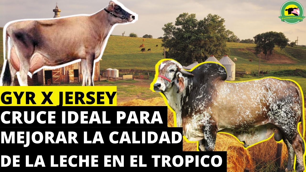 GYR ❌ JERSEY (El Cruce Ideal Para Mejorar La Calidad De La Leche En El Trópico) |PasionPecuariaRD