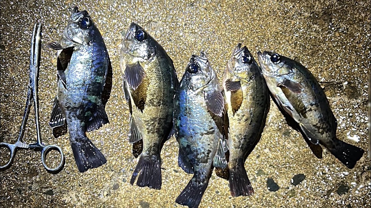 동해 낚시 [영덕입니다] #낚시 #fishing #여행