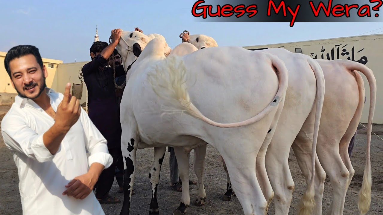 Alhumdulillah 2025 Home Qurbani Done 😍 - Farrukh Cattle Farm - Extremely Big Bulls - Bakra Eid 2025