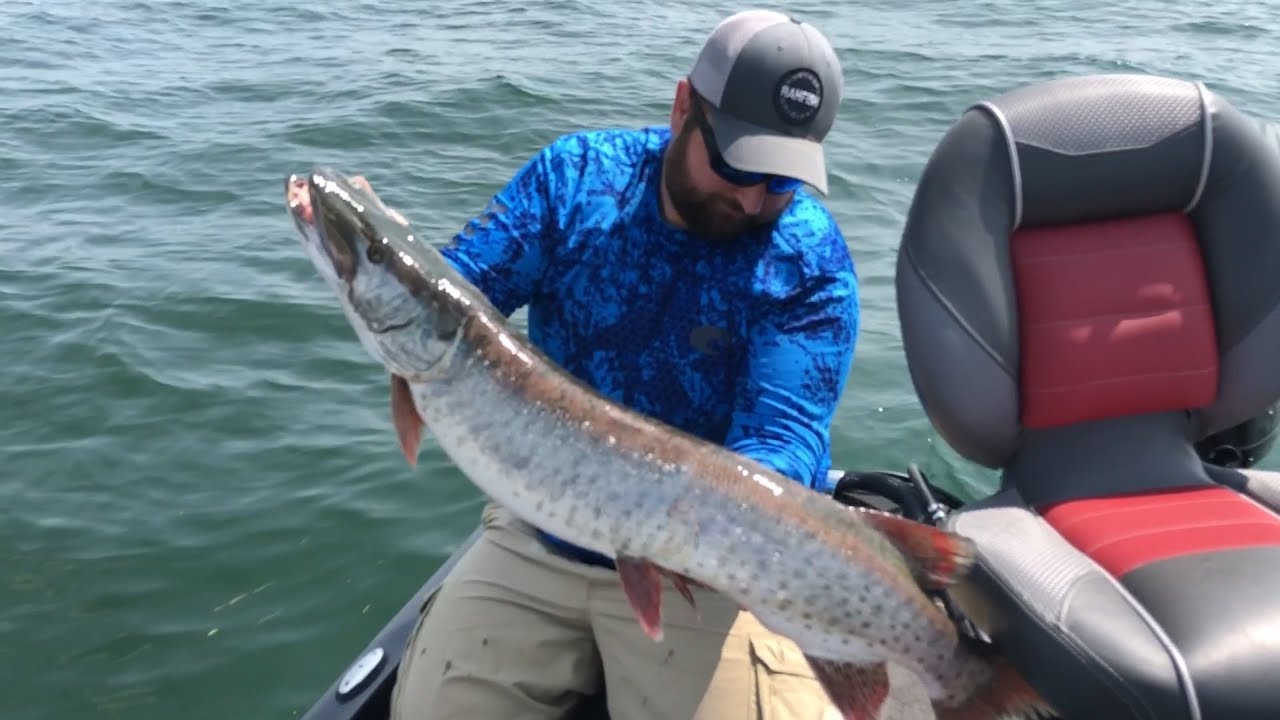 Lake St. Clair Michigan Musky Dead for No Reason