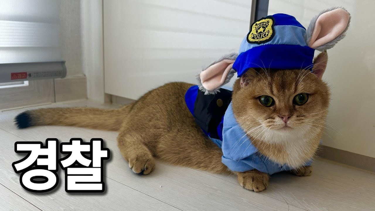 토끼 아니고 고양이입니다