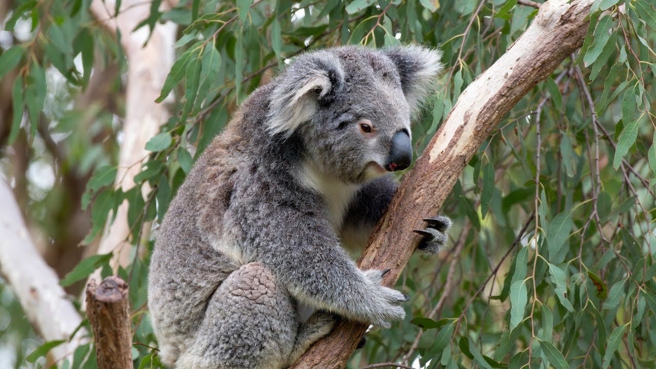 Wild Koalas in Their Eucalyptus World in HDR 4K 60FPS
