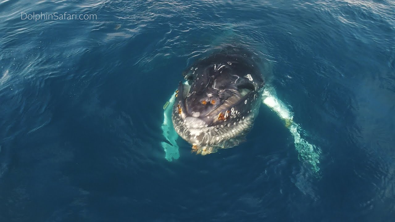 Humpback Whale Surface Lunge Feeding Near Dana Point, CA | Capt. Dave's Whale Watching